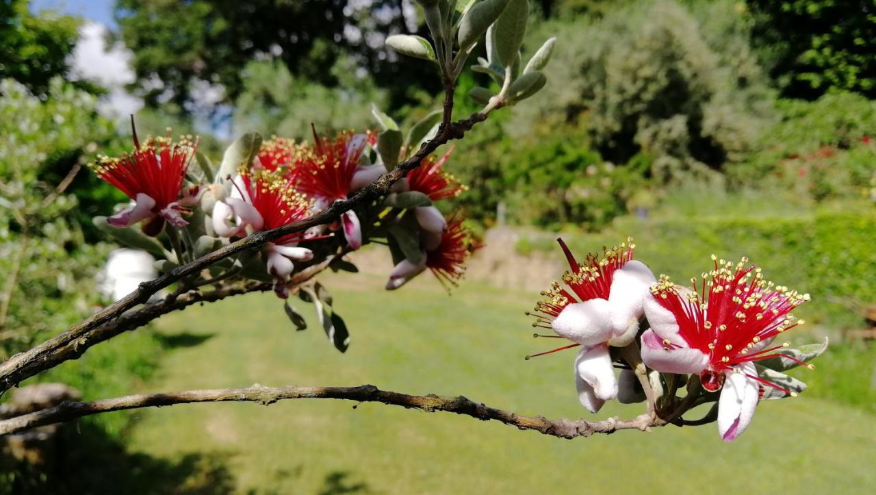 קפודימונטה Poggiolindo B&B מראה חיצוני תמונה